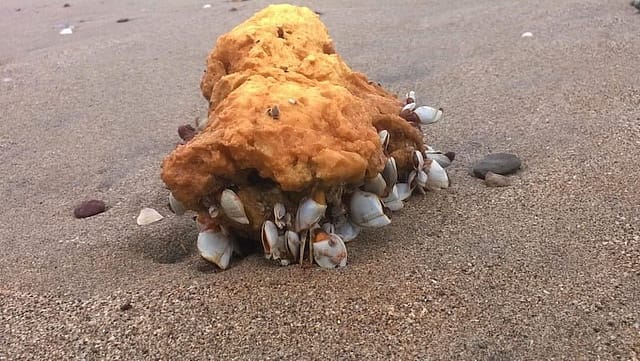 Dead Crustaceans On Konkan's Beaches Dead Crustaceans On Konkan's Beaches